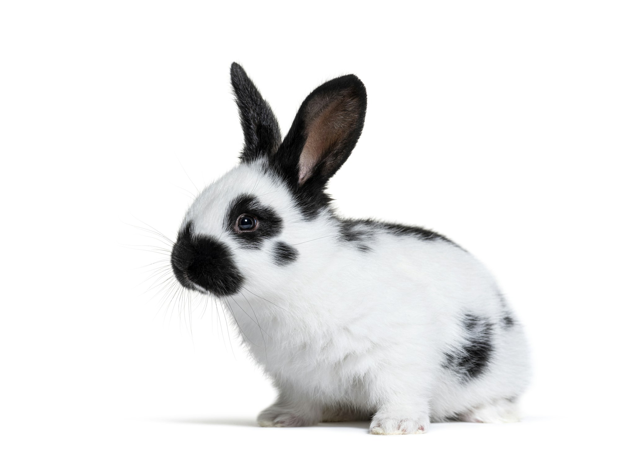 Side view of a Checkered Giant rabbit Bunny